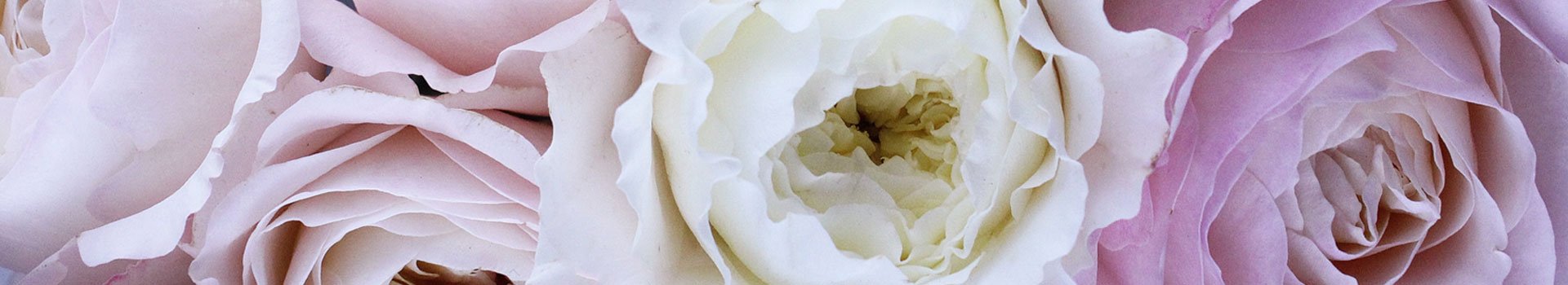 delyss magento roses