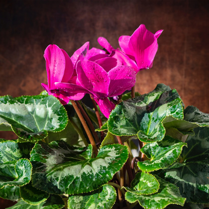 Morel diffusion Cyclamen