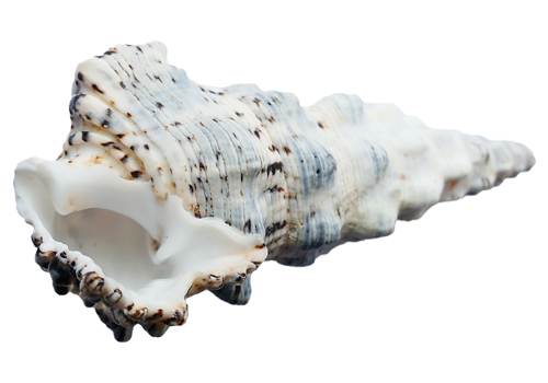 coquillage