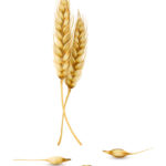 Acteur agro-alimentaire