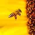 abeilles ruches synolia protection lyon