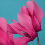 Visuel du cas client Morel Diffusion représentant des cyclamen